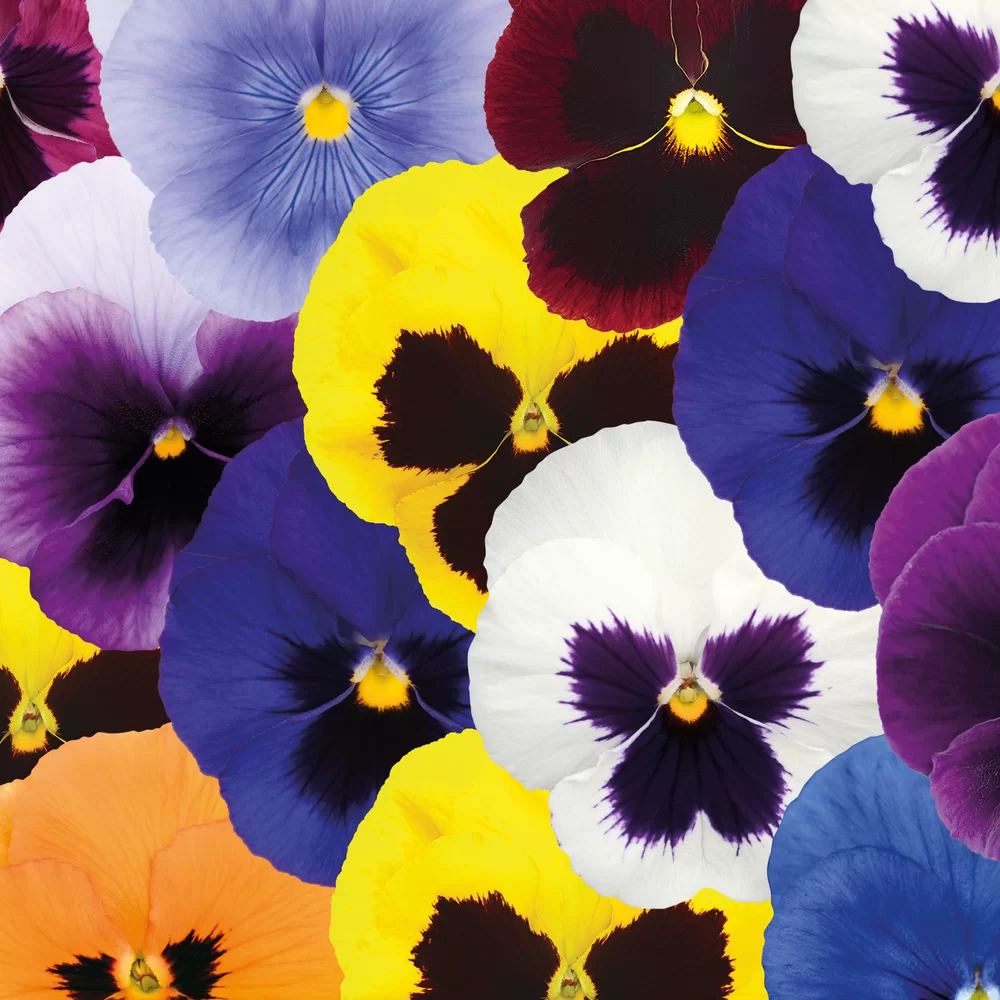 Viola wittrockiana EVO® Multi Mix