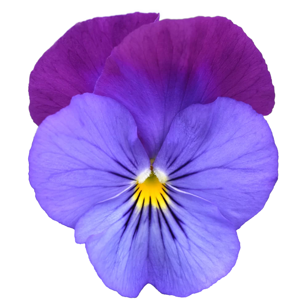 Viola wittrockiana Cool Wave® Violet Blue