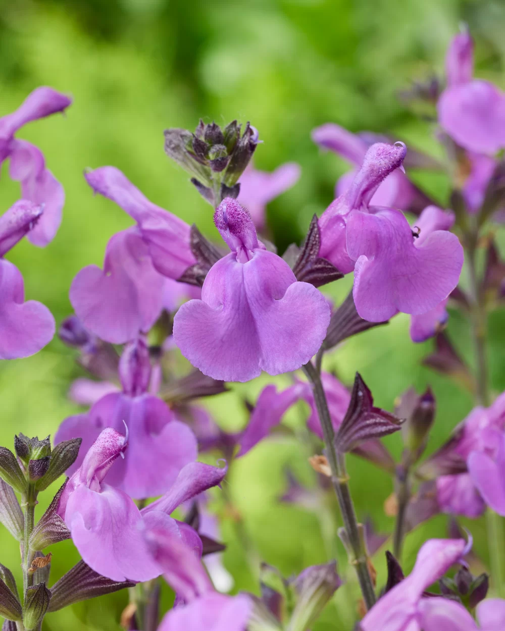 Salvia jamensis Magical® Loire