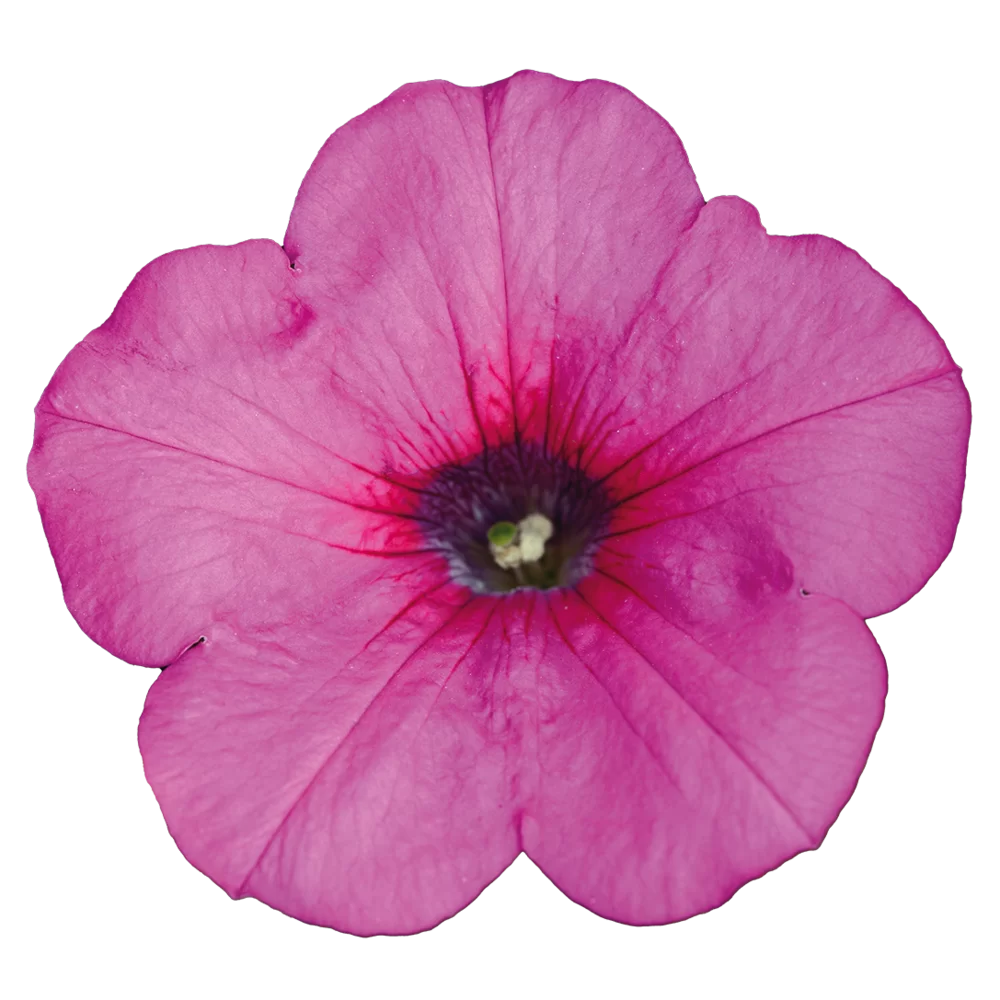 Petunia x hybrida Easy Wave® F1 Neon Rose