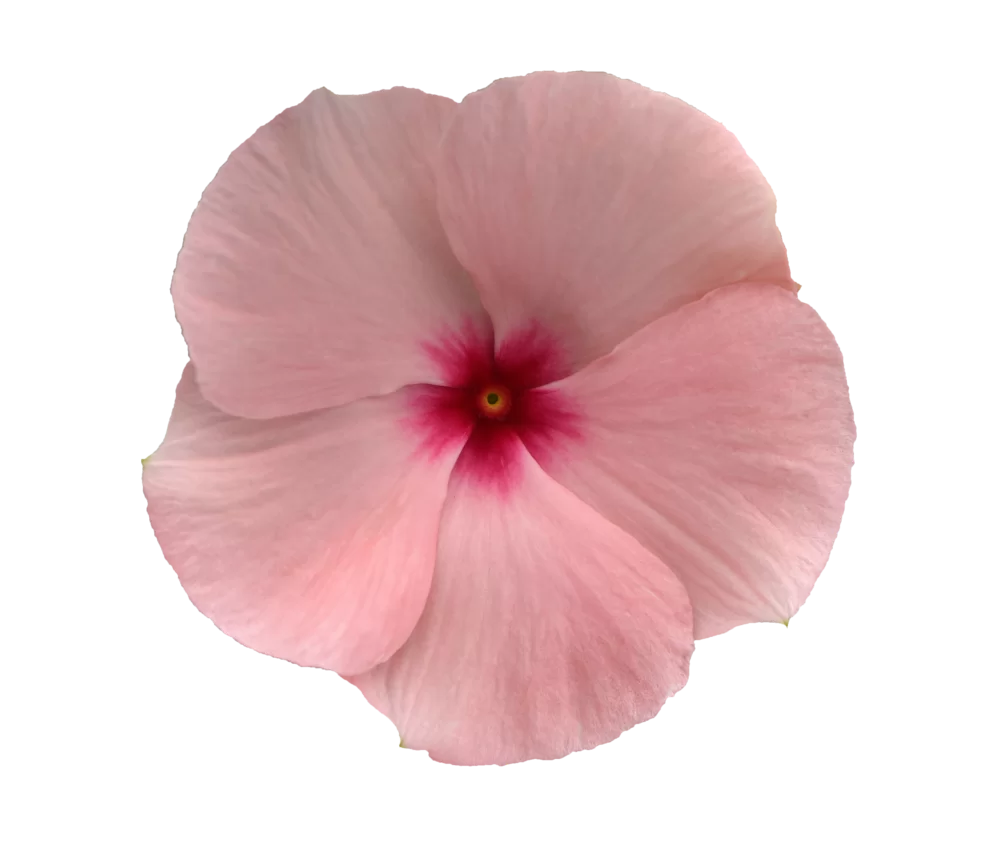 Catharanthus roseus Titan-ium™ F1 Apricot