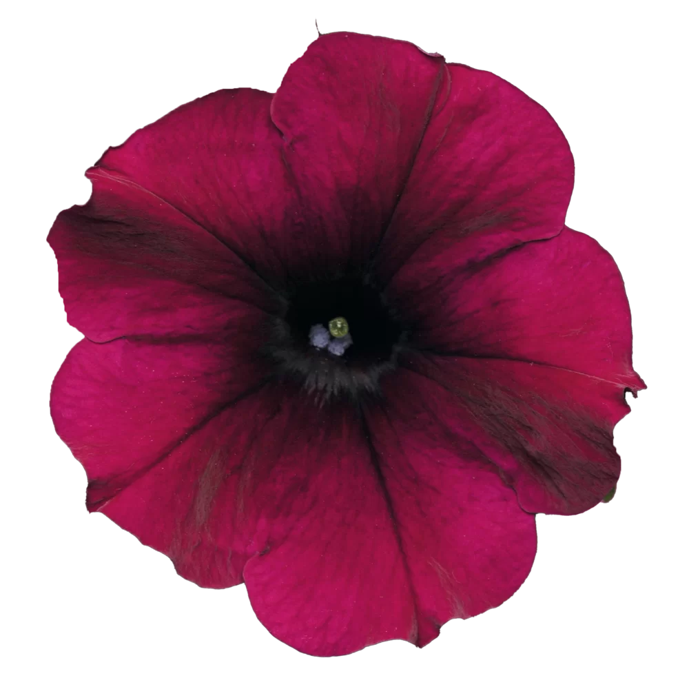 Petunia x hybrida Easy Wave® F1 Burgundy Velour