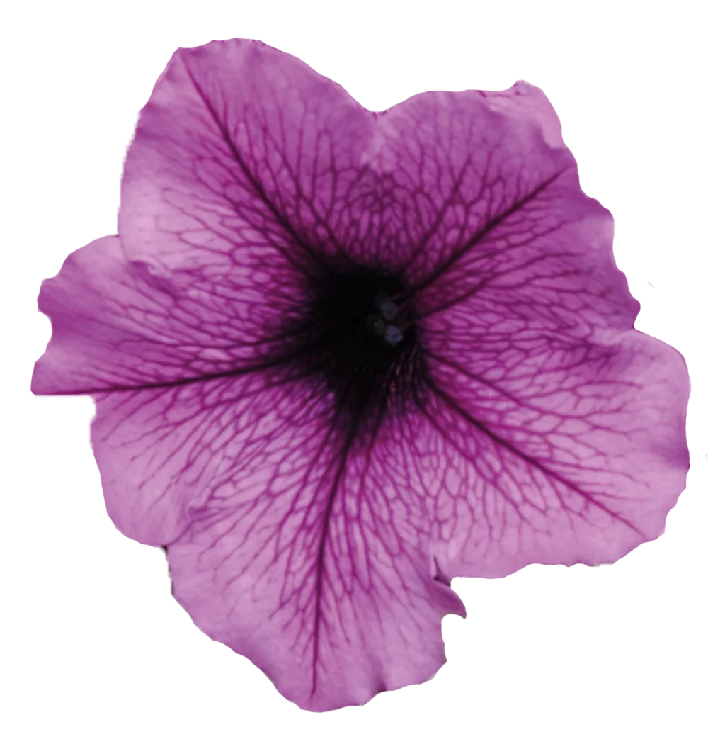 Petunia x hybrida Easy Wave® F1 Plum Vein