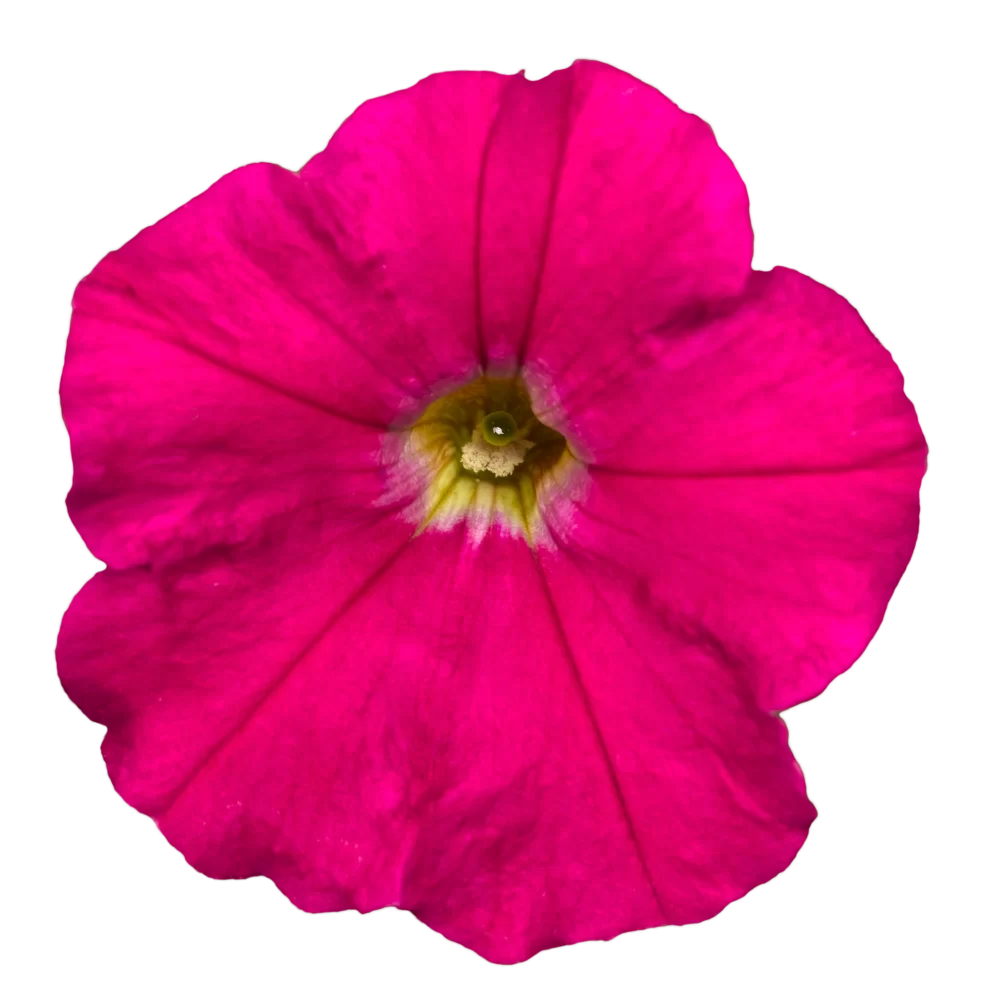 Petunia milliflora Picobella F1 Carmine