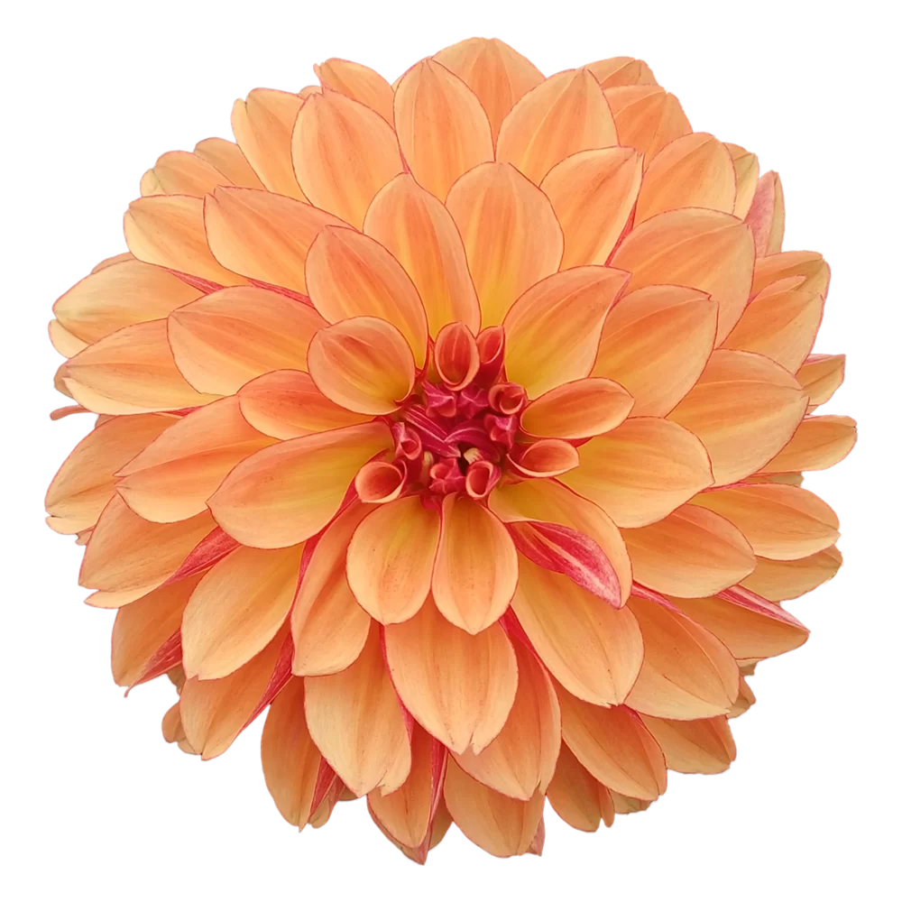 Dahlia coccinea Dalina® Maxi Orange Blast