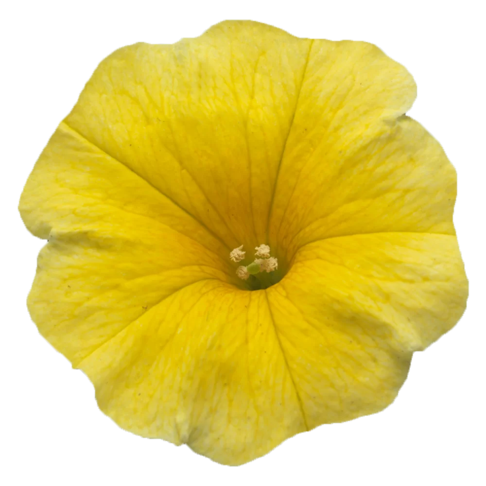 Petchoa interspecific Caliburst™ F1 Yellow