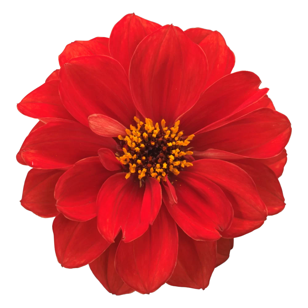 Dahlia coccinea Maxi Noir Scarlet