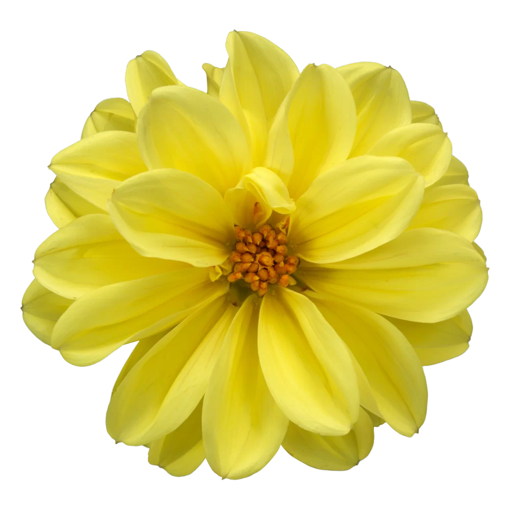 Dahlia coccinea Maxi Noir Bright Yellow