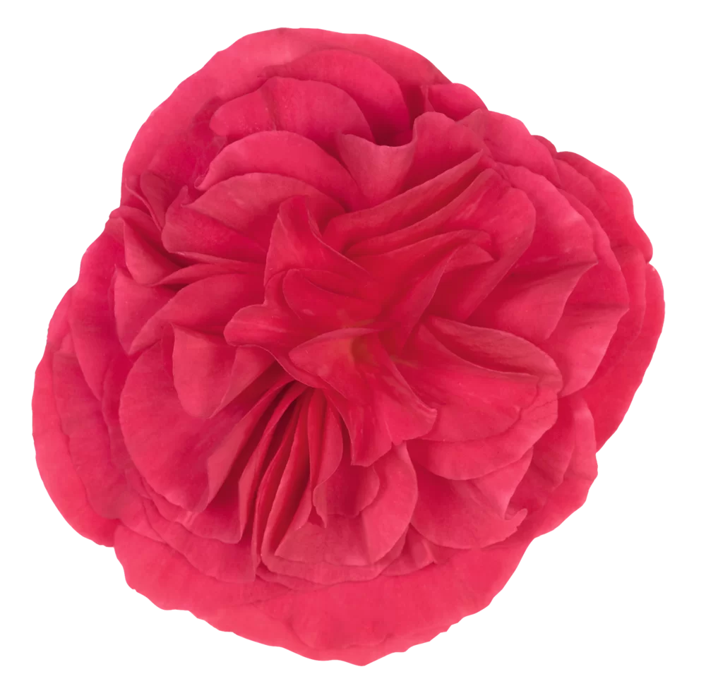 Begonia tuberhybrida Nonstop® F1 Deep Rose