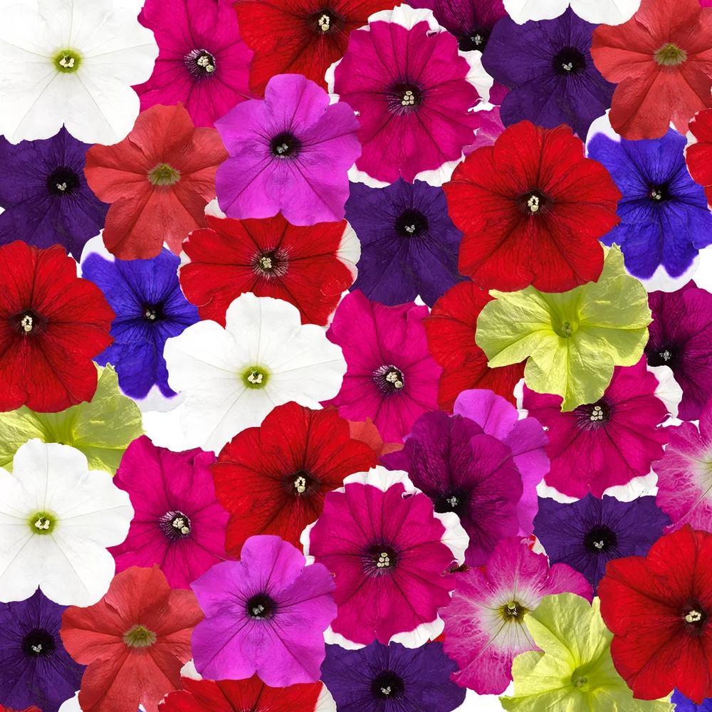 Petunia grandiflora Pacta Parade Total Mix