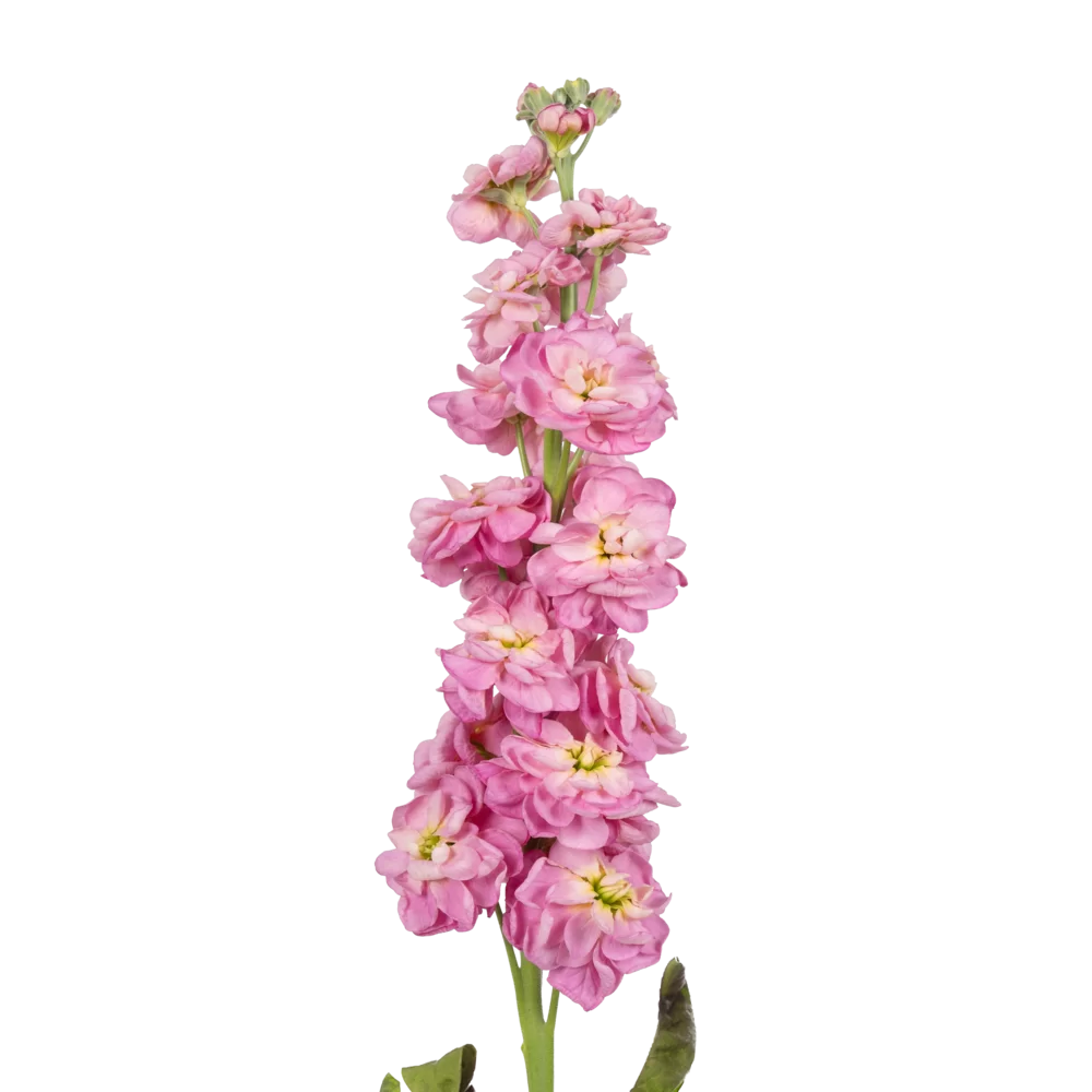 Matthiola incana Milla Pink (Rose Exp Geel Hart)