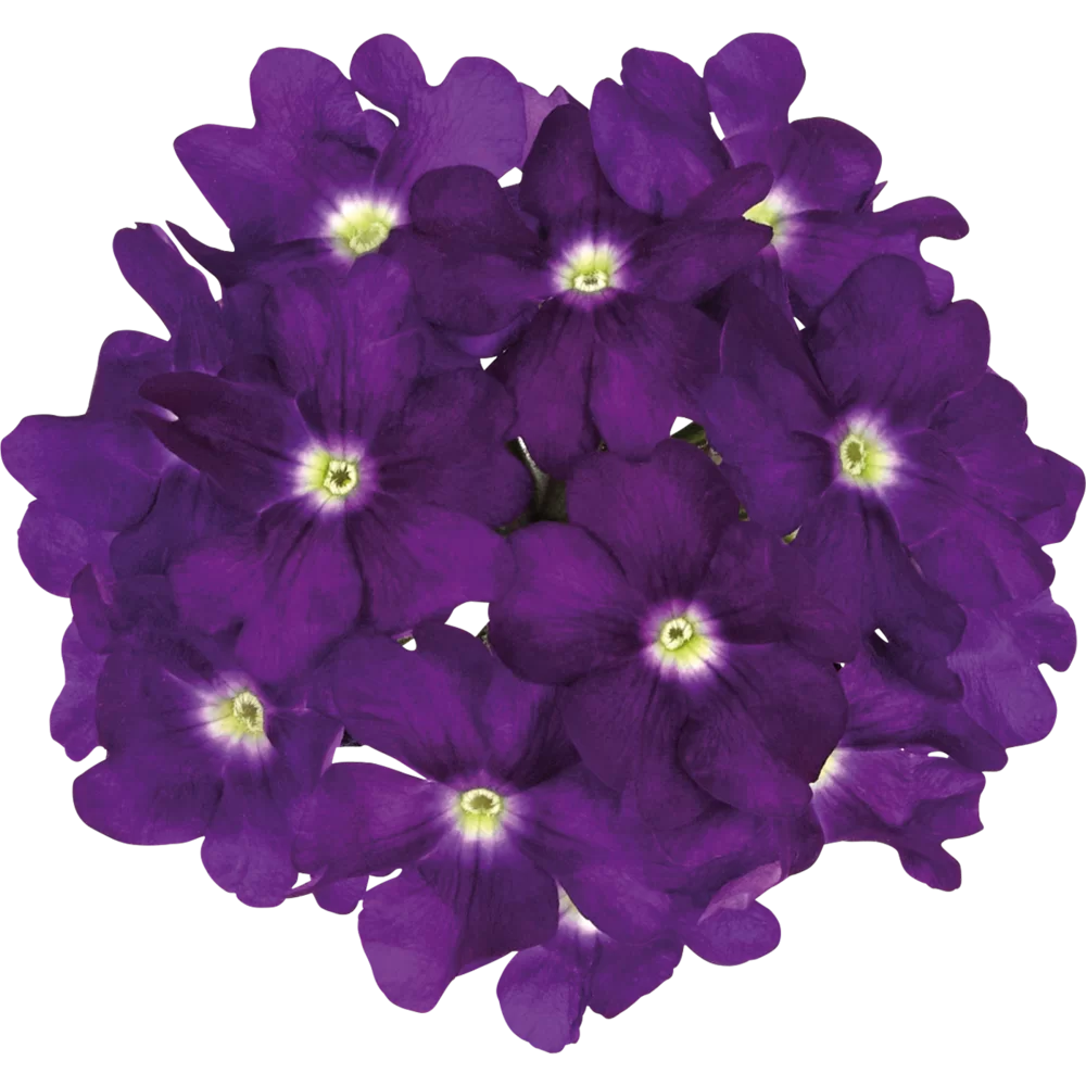 Verbena peruviana Vitessa® Compact Blue