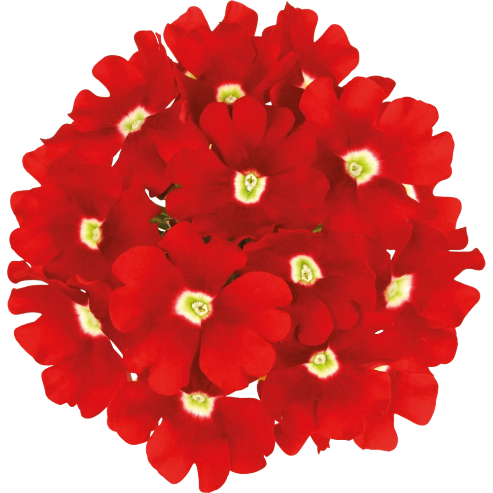 Verbena peruviana Vitessa® Compact Bright Red