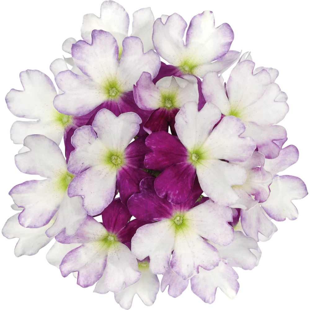 Verbena peruviana Vitessa® Compact Burgundy Bicolour