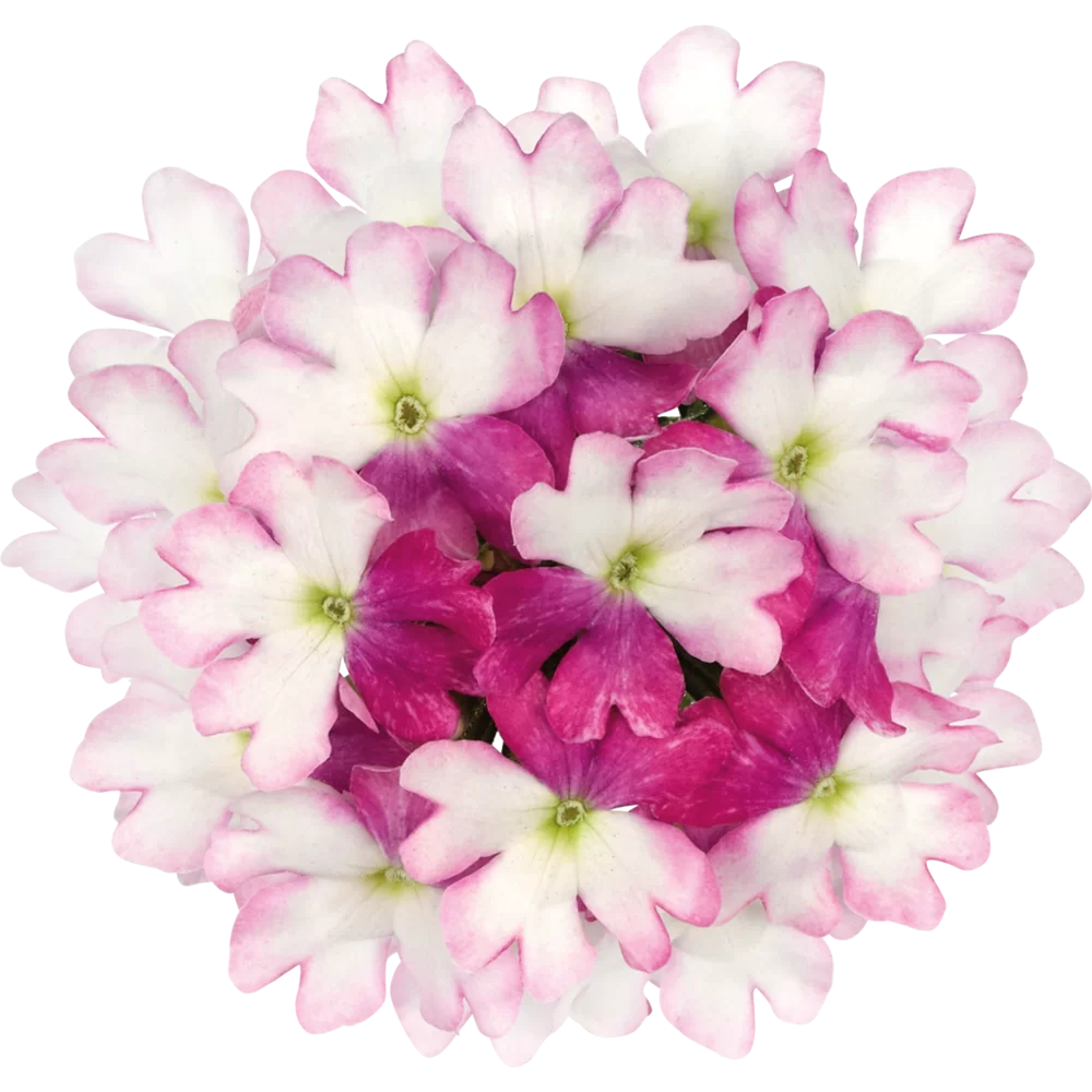 Verbena peruviana Vitessa® Compact Pink Bicolour