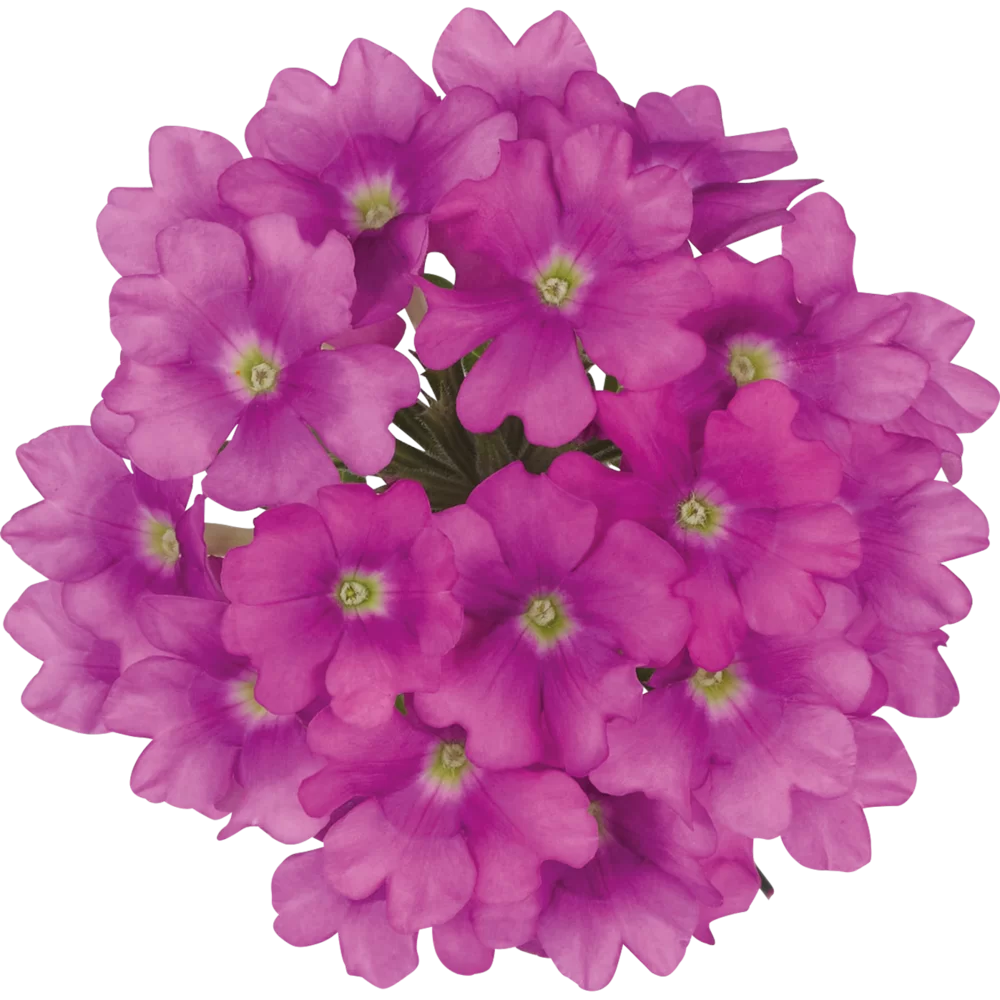 Verbena peruviana Vitessa® Compact Pink
