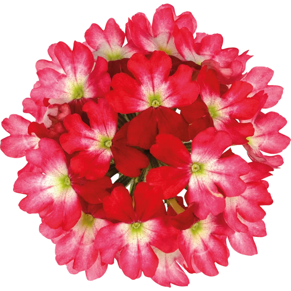 Verbena peruviana Vitessa® Compact Red Bicolour