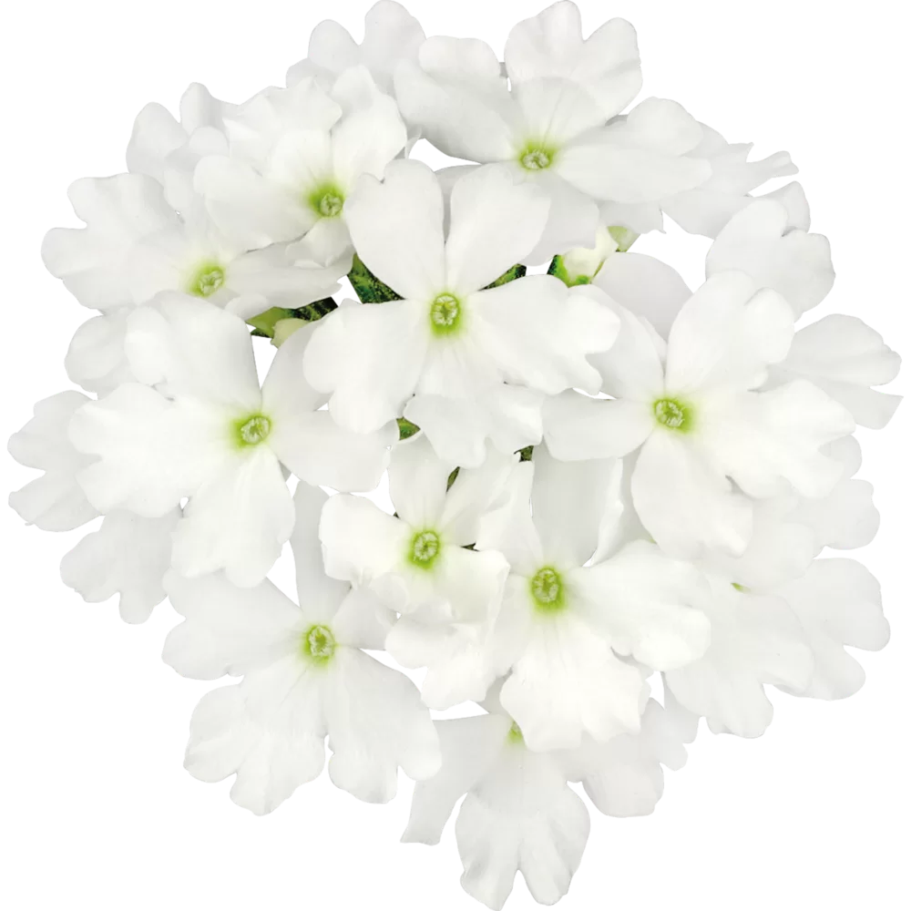 Verbena peruviana Vitessa® Compact White