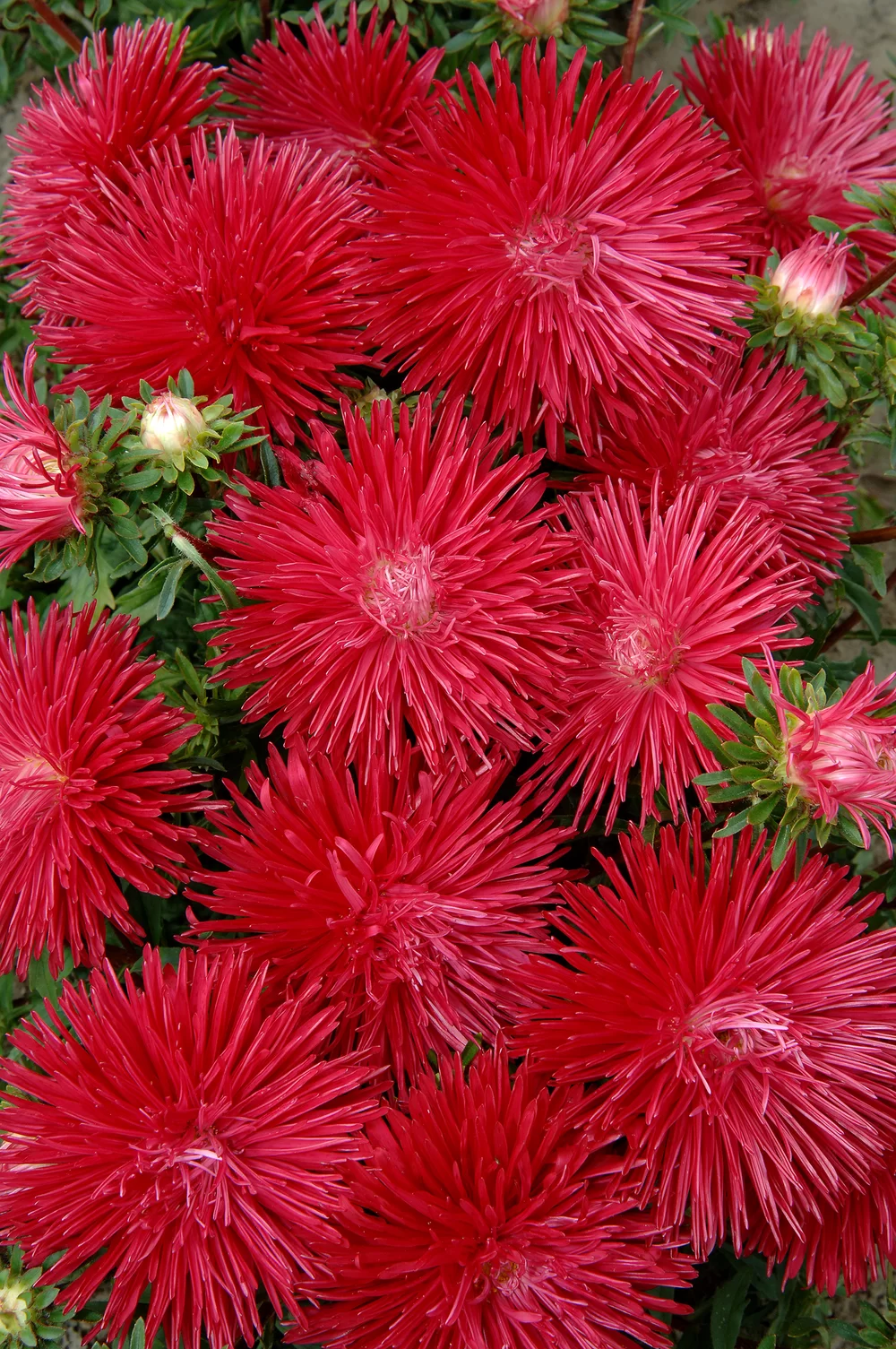 Callistephus chinensis Starlight Scarlet