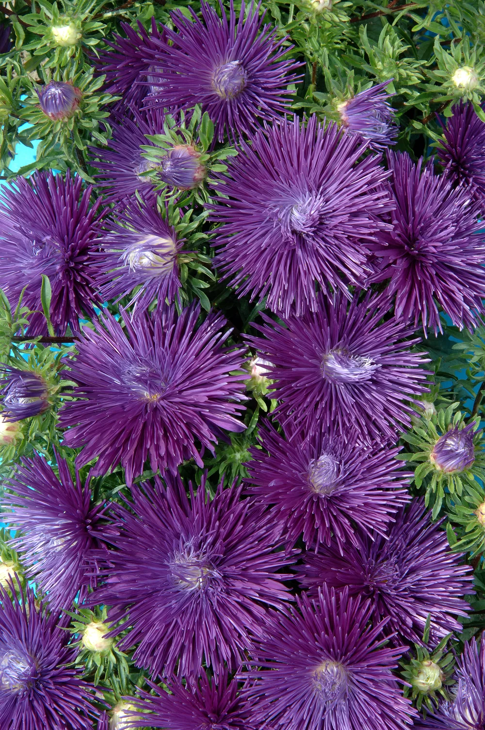 Callistephus chinensis Starlight Purple