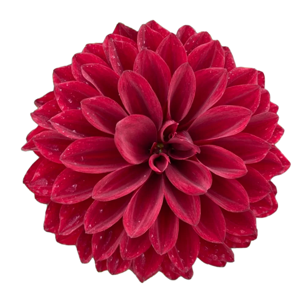 Dahlia coccinea - Dalina® Maxi - Burgundy