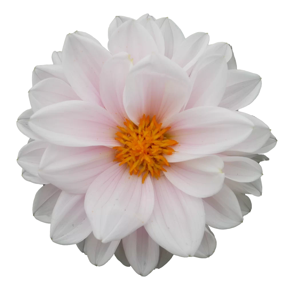Dahlia coccinea Gardenetta® Pearl