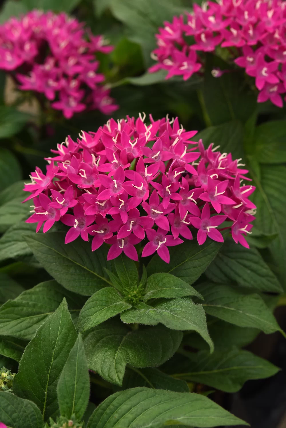 Pentas lanceolata Lucky Star Violet Impr. 