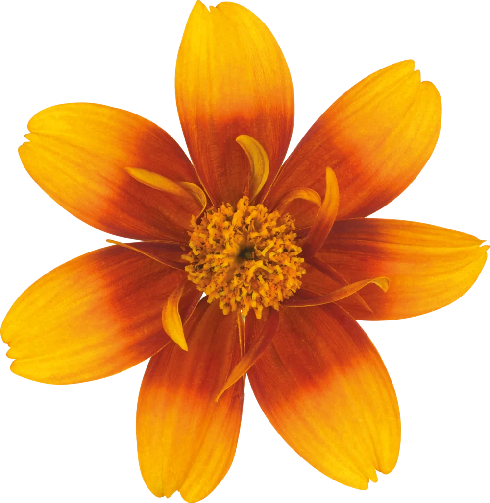 Bidens ferulifolia Bee Happy™ Trailing Orange Eye
