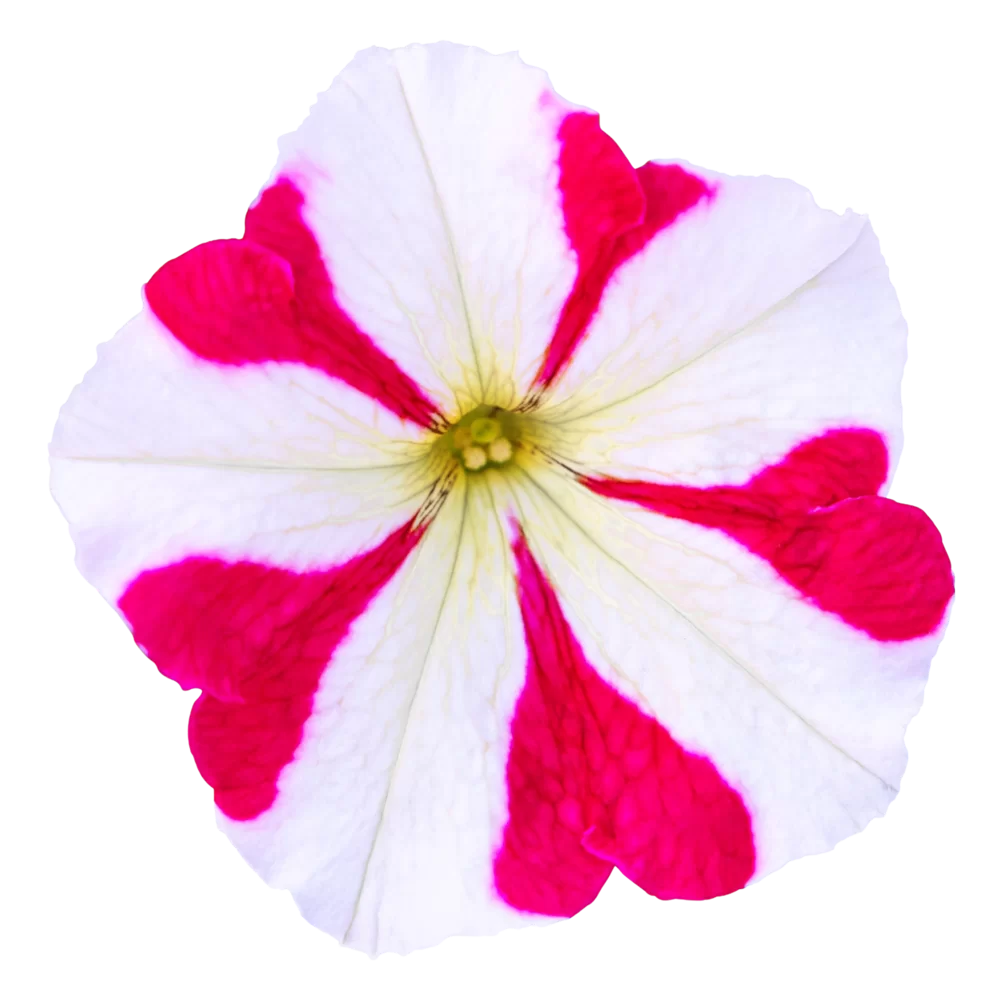 Petunia grandiflora Pacta Parade Rose Star