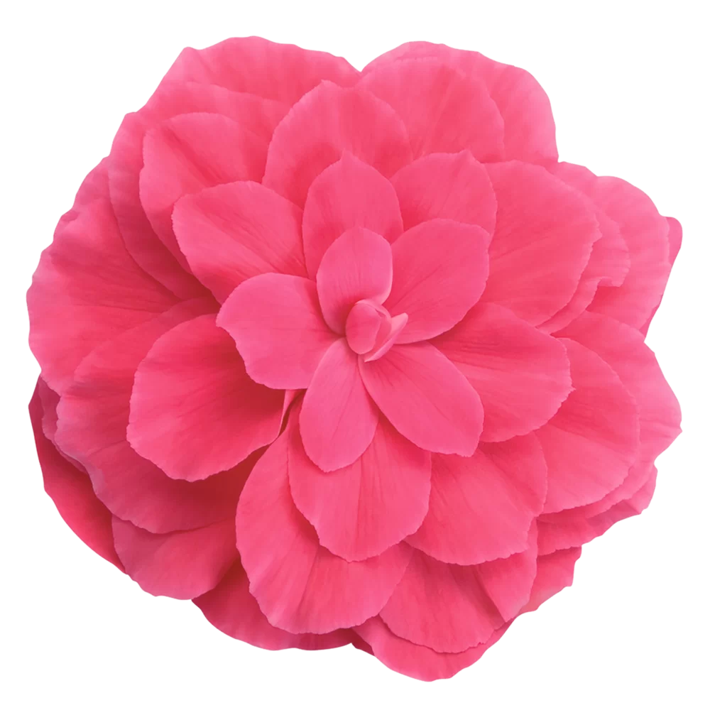Begonia tuberhybrida Nonstop® F1 Pink