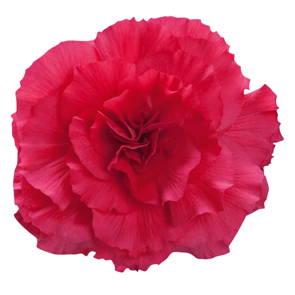 Begonia tuberhybrida Nonstop® F1 Deep Rose Impr.