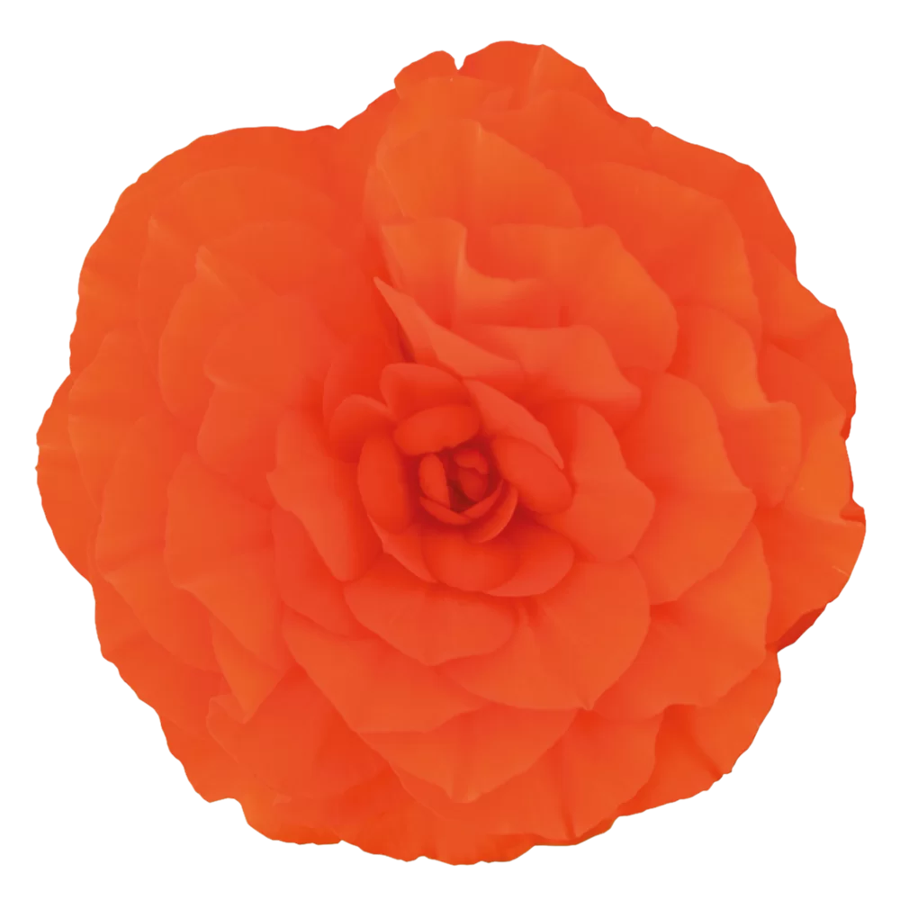 Begonia tuberhybrida Nonstop® F1 Orange Impr.