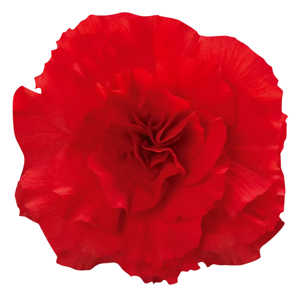 Begonia tuberhybrida Nonstop® F1 Red Impr.