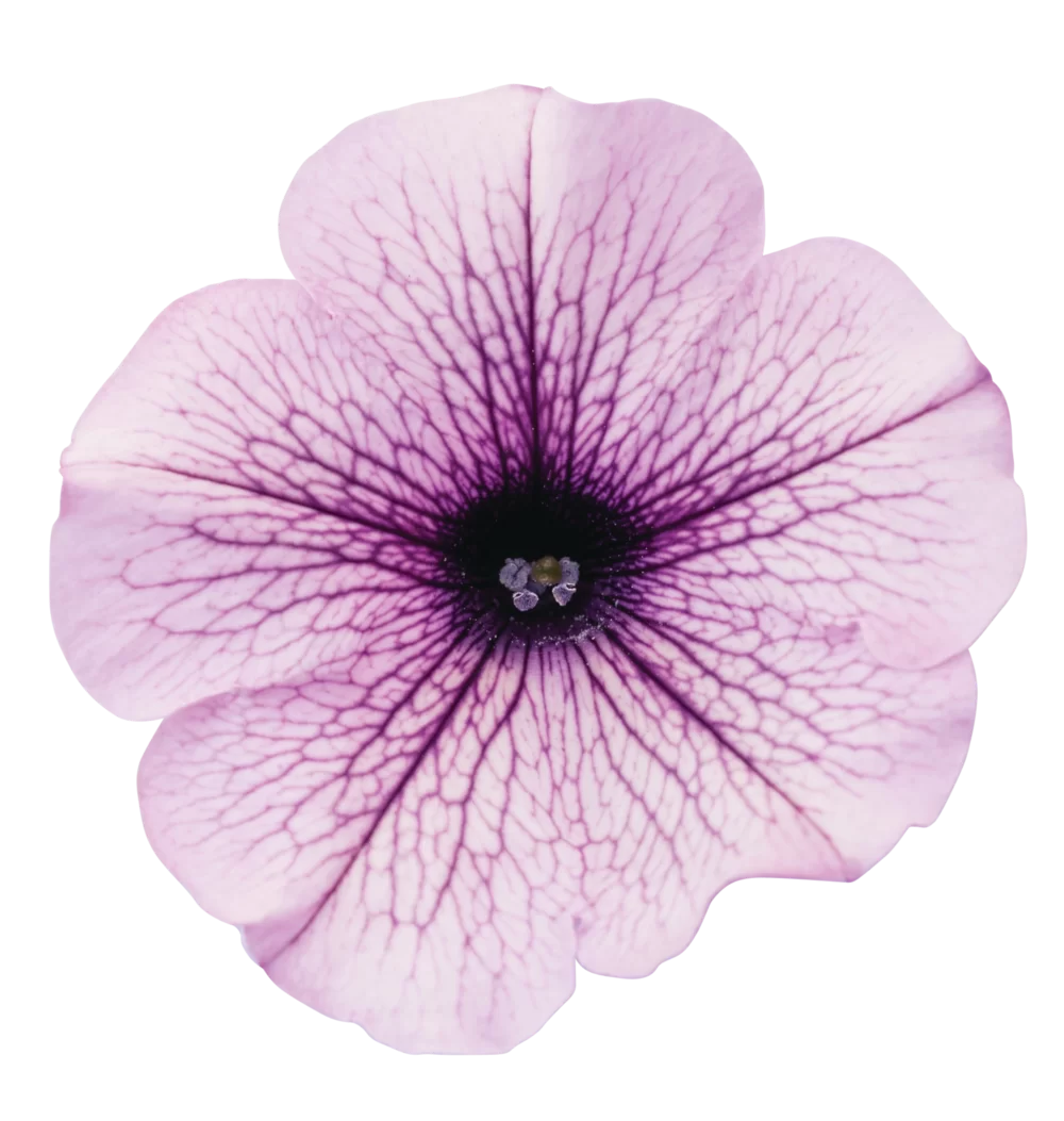 Petunia grandiflora Surfinia® Blue Vein impr.