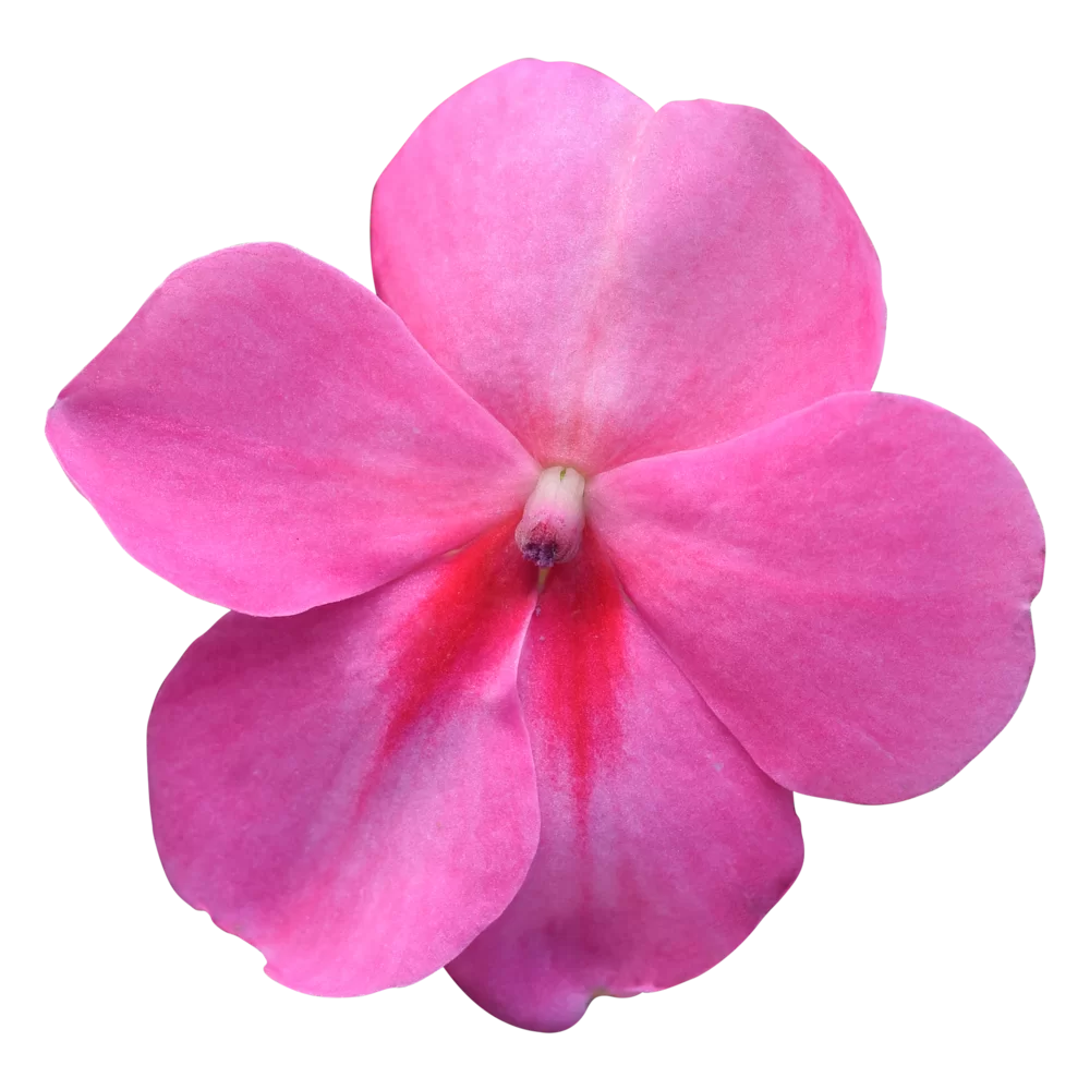 Impatiens walleriana Beacon® Pink