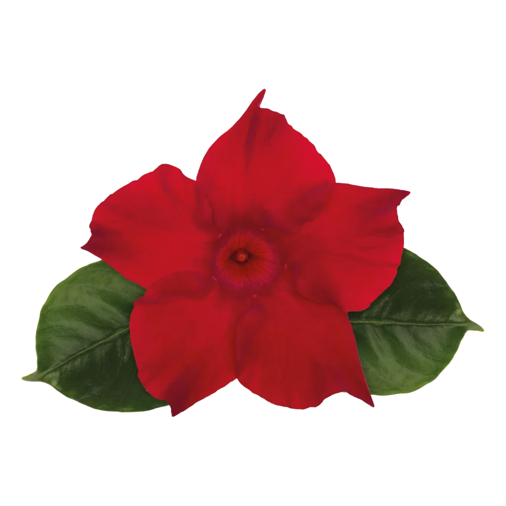 Mandevilla sanderi Sundaville® Verona