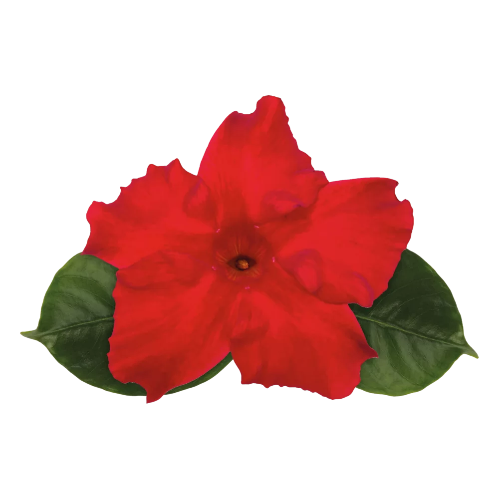 Mandevilla sanderi Sundaville® Bordeaux