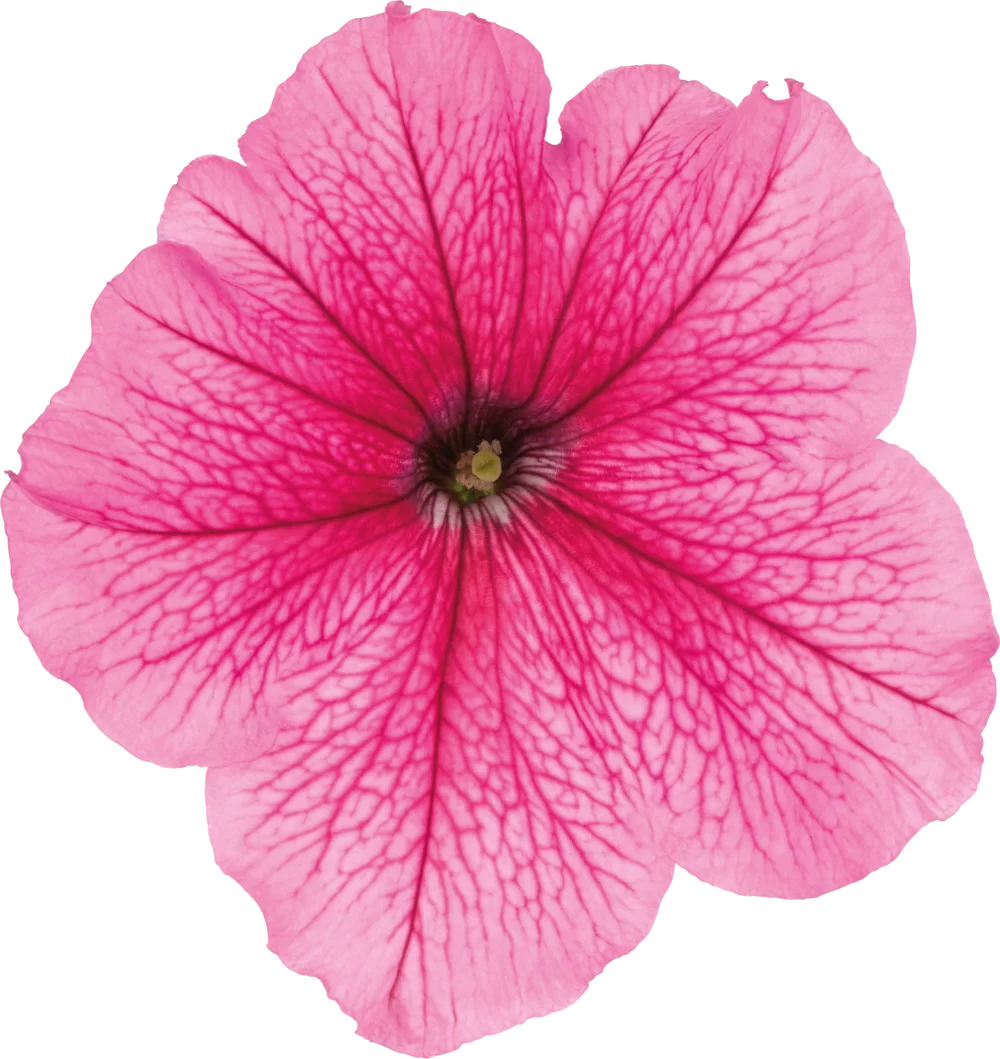 Petunia grandiflora Pacta Parade Pink Vein