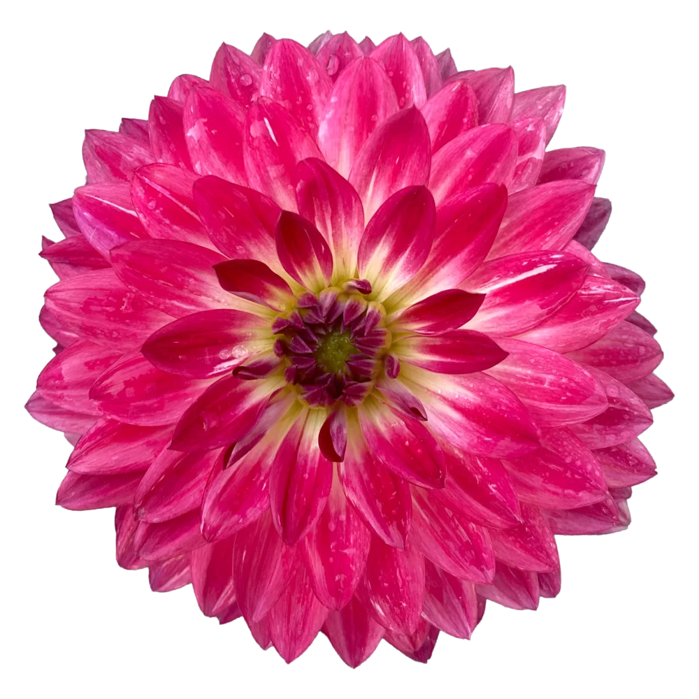 Dahlia coccinea MidiMax Pink Bicolour