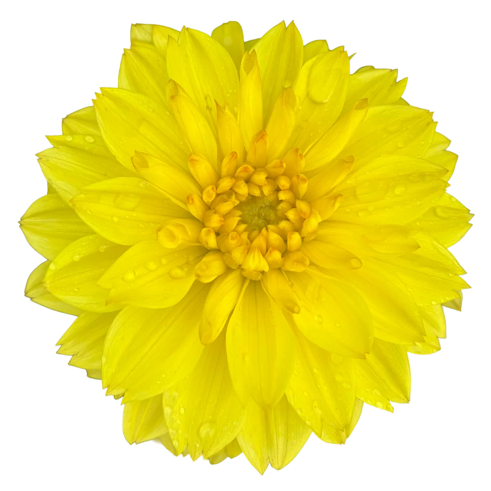Dahlia coccinea MidiMax Yellow