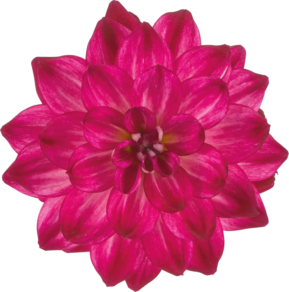 Dahlia coccinea Dahlietta® Surprise Indy