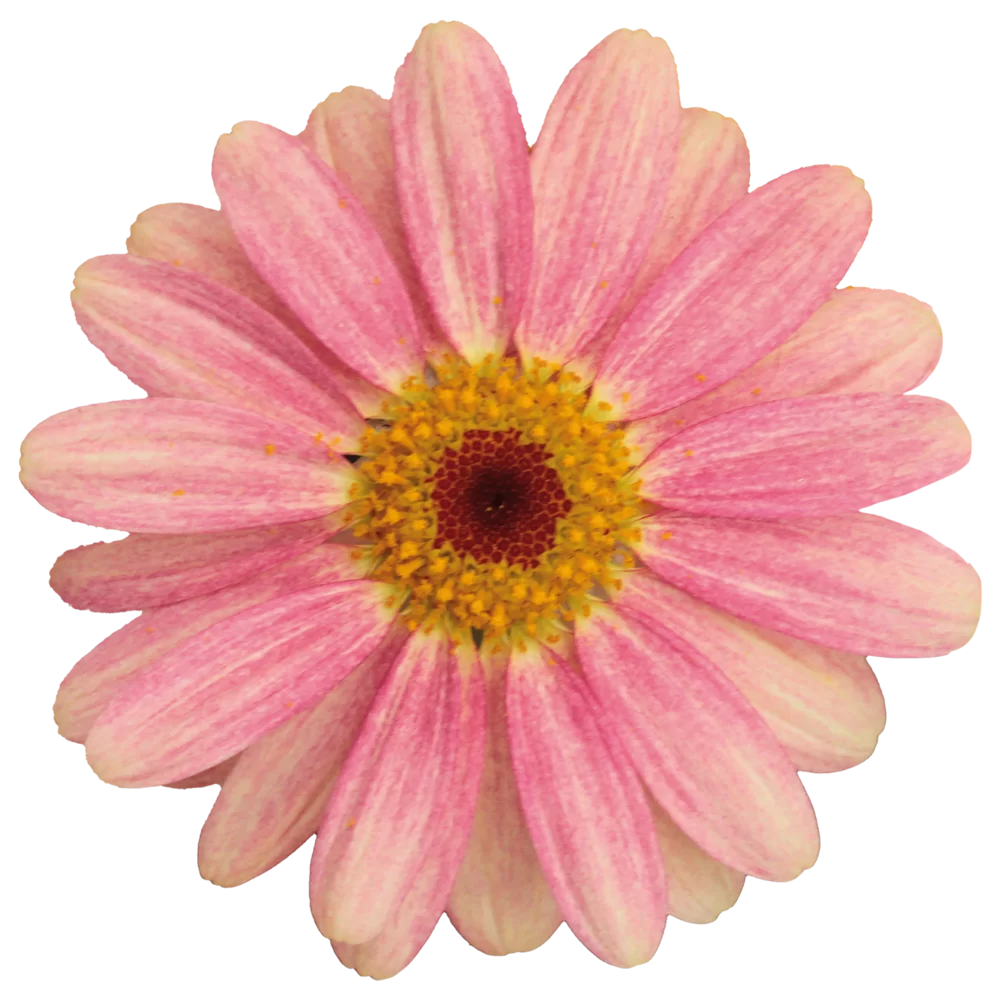 Argyranthemum frutescens Santorini Peach