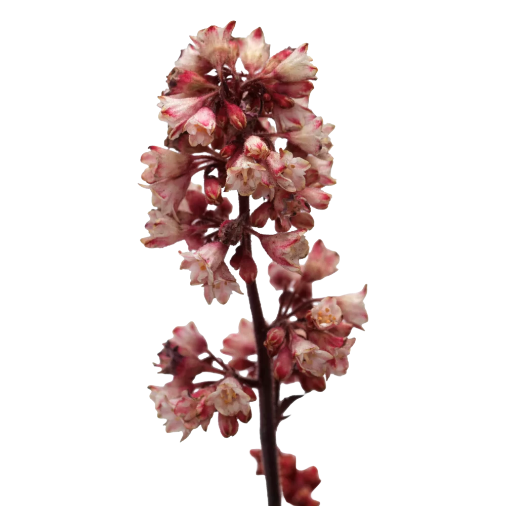 Heuchera sanguinea Heucherette Pink Purple Leaf