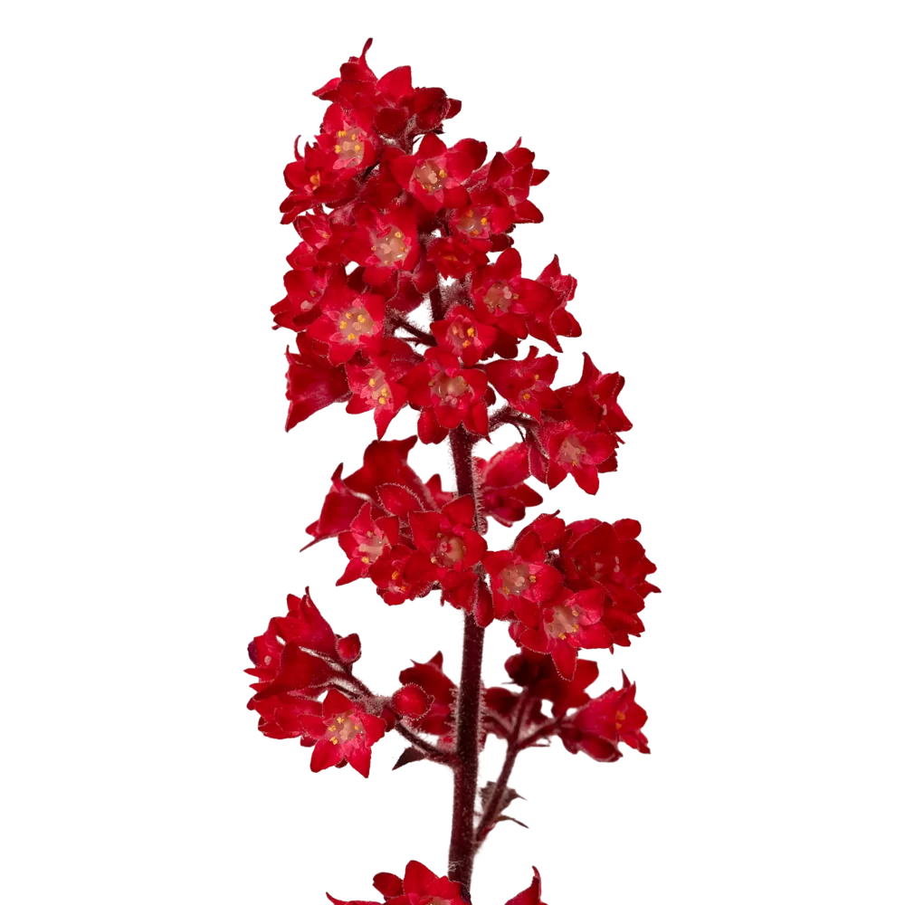 Heuchera sanguinea Heucherette Red Green Leaf