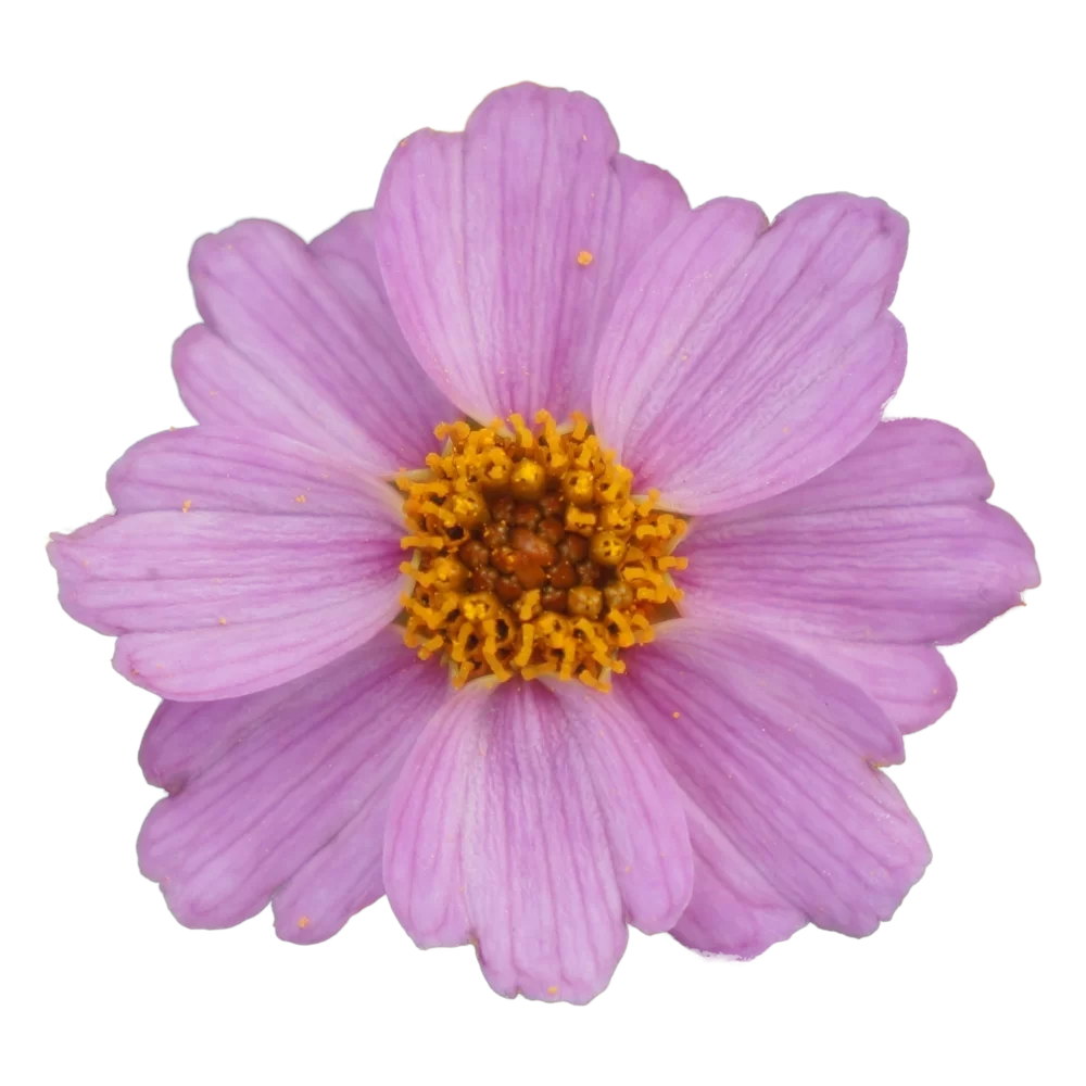 Coreopsis verticillata Twinklebells® Pink