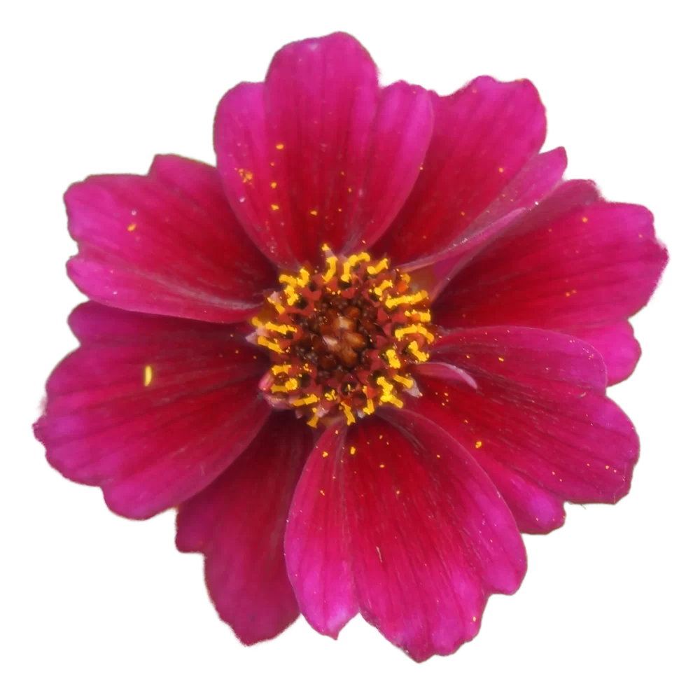 Coreopsis verticillata Twinklebells® Purple