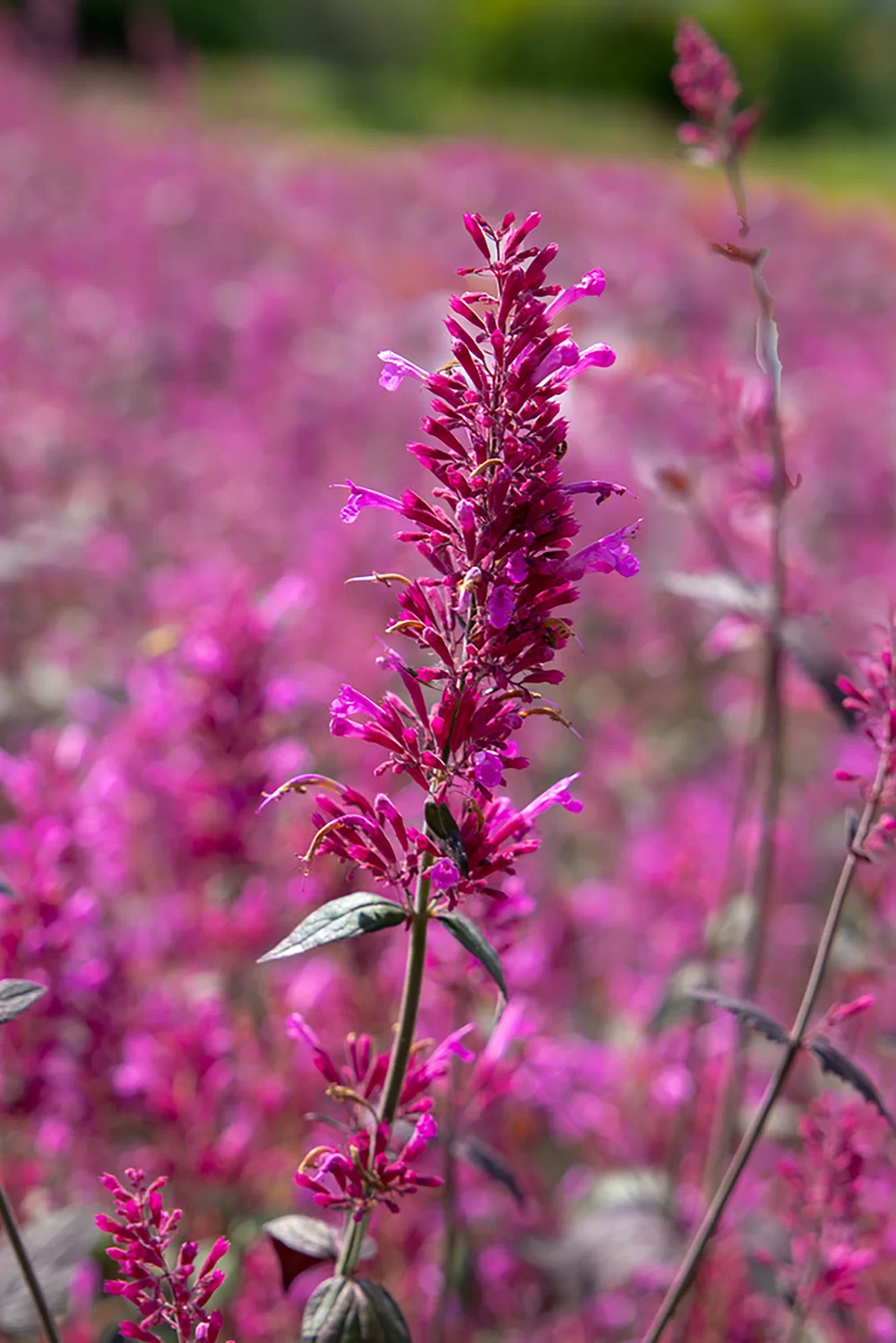 Agastache foeniculum Zuni Purple