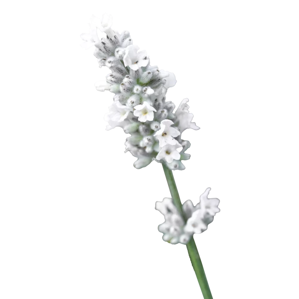 Lavandula angustifolia Essence® White