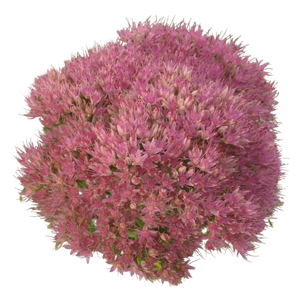 Sedum spectabile Spectacular Pink