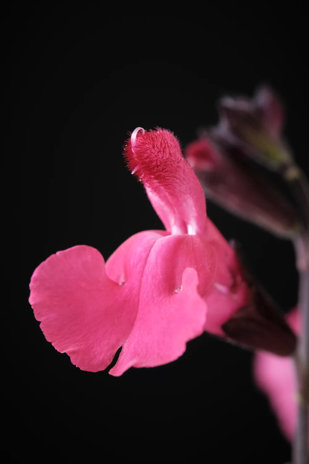 Salvia jamensis Magical® Amazone